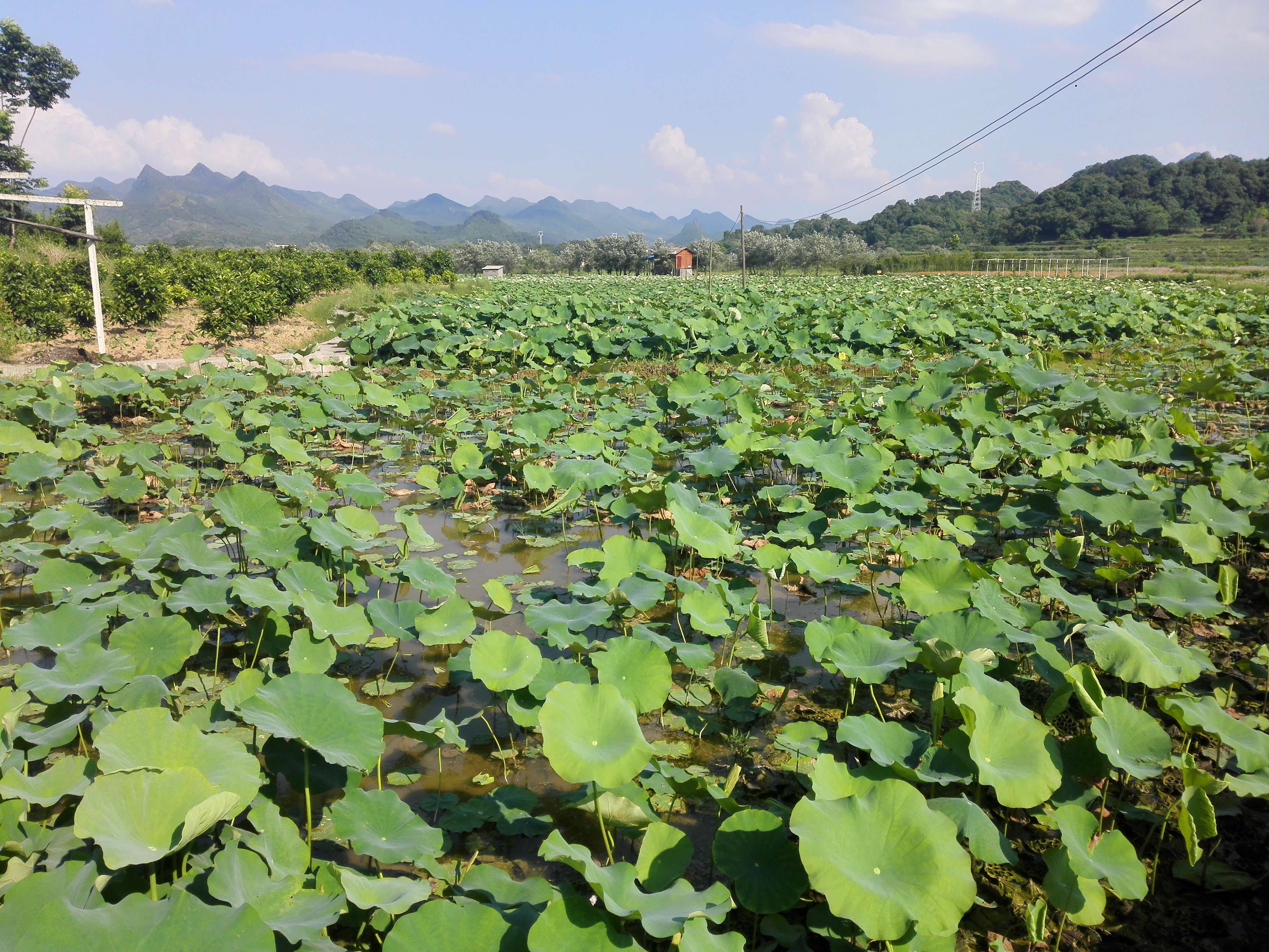 广西全州农庄排名,广西全州县绕村绿岛生态农庄