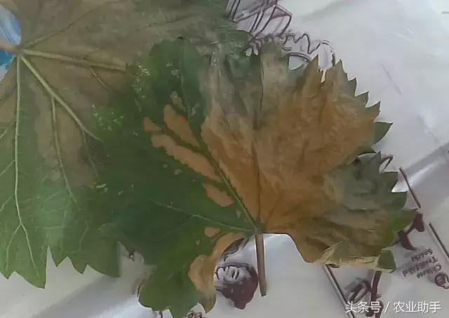 葡萄黄化枯叶怎么回事,葡萄叶尖枯叶是怎么回事