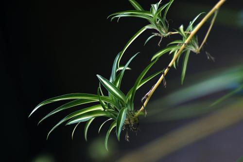 银边吊兰叶尖干枯,银边吊兰烂根怎么回事