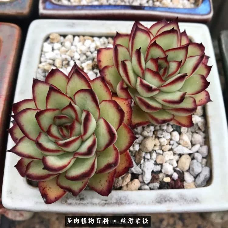 总结一下养多肉的夏天,好养活的多肉冬天和夏天