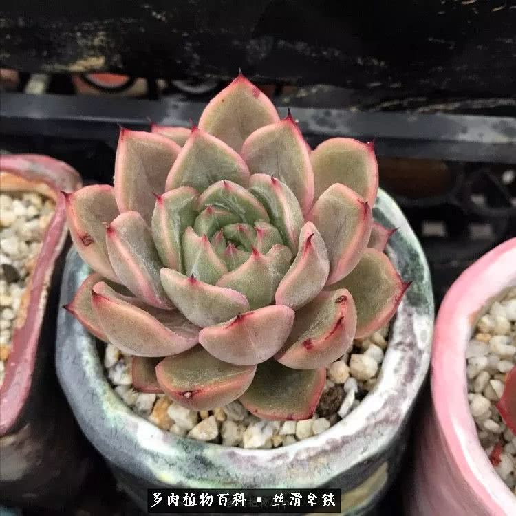 总结一下养多肉的夏天,好养活的多肉冬天和夏天