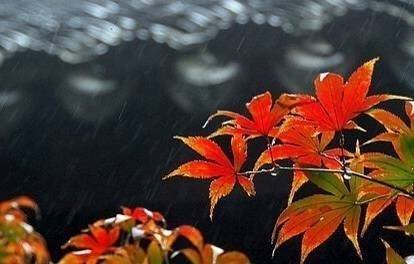 关于春天古诗词鉴赏和赏析,描写春天的古诗词名句精选