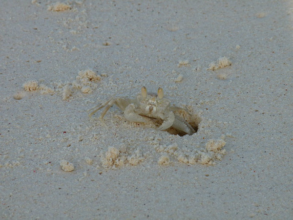 马尔代夫月桂岛攻略,7月份去马尔代夫