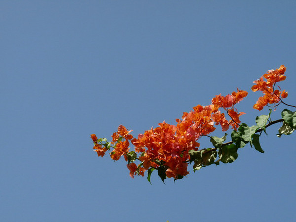 马尔代夫月桂岛攻略,7月份去马尔代夫