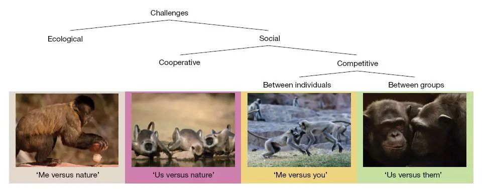 人脑越大越聪明,人脑为什么会有感情