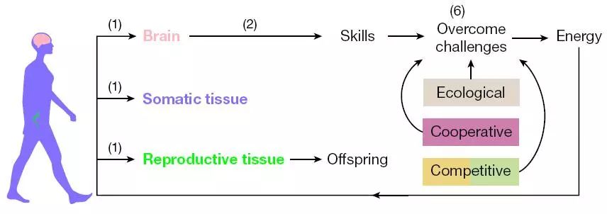 人脑越大越聪明,人脑为什么会有感情
