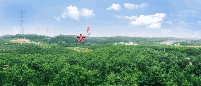 清甜爽脆的台湾甜桃已开采摘啦！30元任摘任吃！速度约起来！