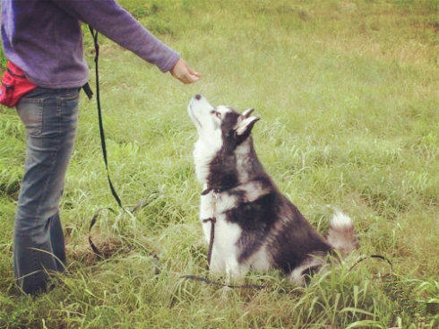 狗狗拒食训练学会这四招,如何训练狗狗拒食路边食物