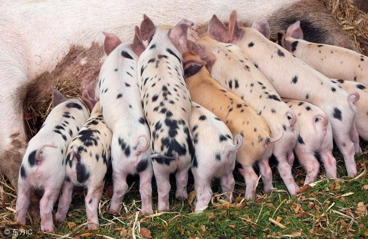 母猪生产前十天发烧是什么病,母猪产死胎后高烧不退该怎么办