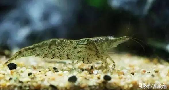 鱼缸丝藻用什么除藻液好用,鱼缸除藻剂用几天就除掉藻类