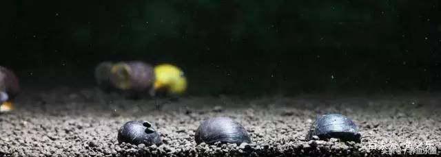 鱼缸丝藻用什么除藻液好用,鱼缸除藻剂用几天就除掉藻类