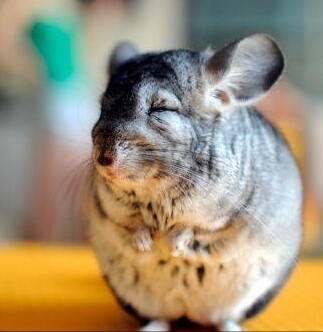 龙猫尿布有用吗 (龙猫厕所尿布)