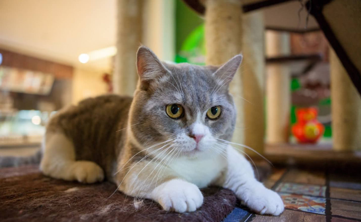 在喵星人眼里人类是怎么捕食的,在猫眼中主人是什么