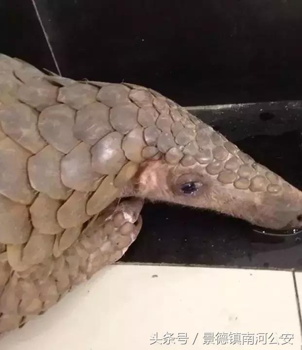 代购十大骗局揭秘图,真正的代购骗局