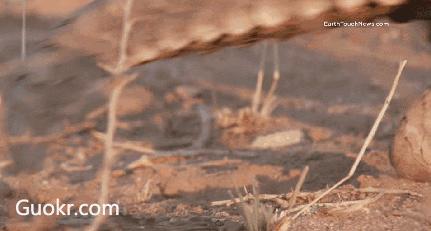 海外代购的荒唐陷阱,代购十大骗局揭秘图