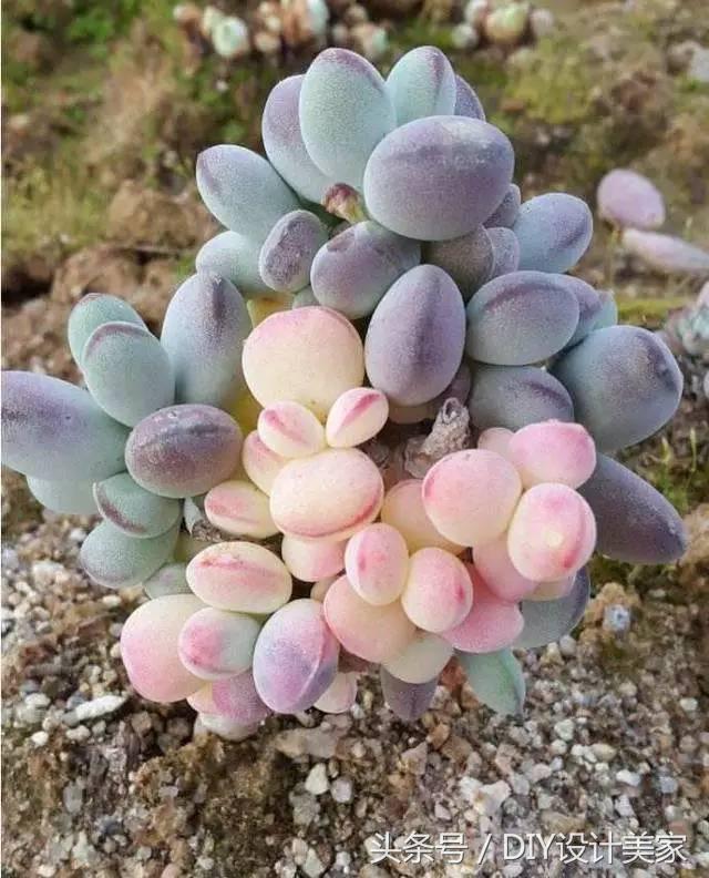看看这些售价万元的多肉你认识几个
