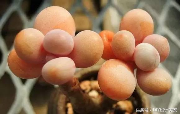 看看这些售价万元的多肉你认识几个