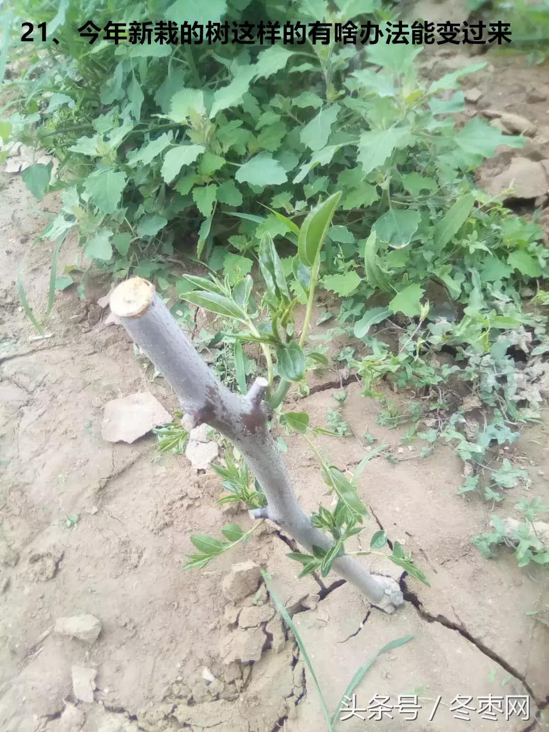 冬枣管理问题100期,冬枣管理问题解答第630期