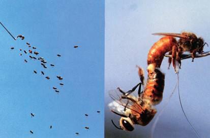 处女王迟迟不交尾，怎么办？