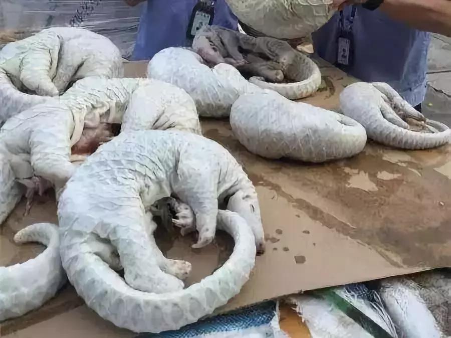 熊孩子脚踩爸妈被打,熊宝宝被钢钉打