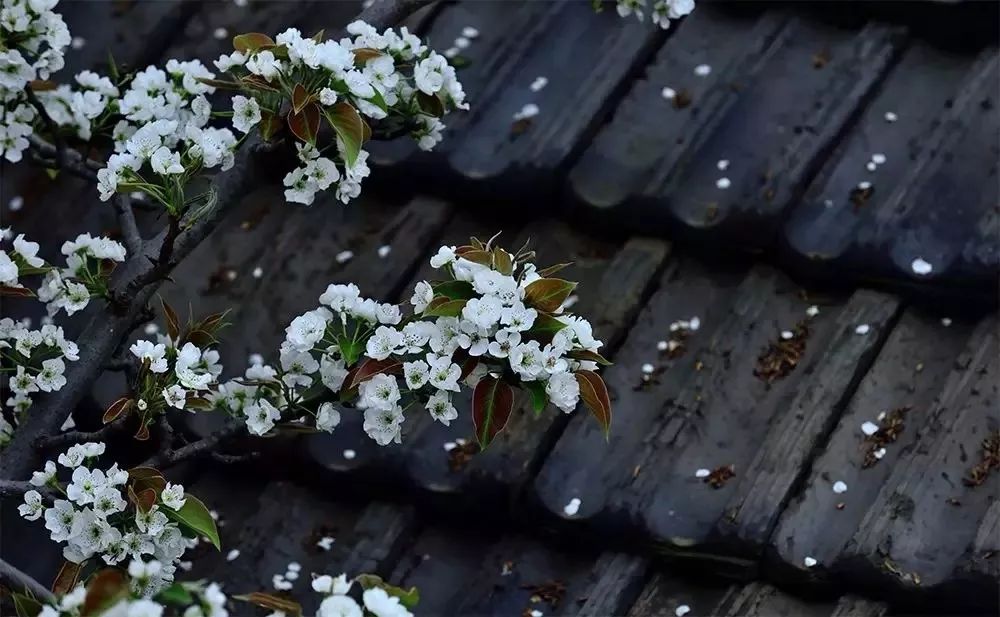 那些年背过的文言文,那些年倒背如流的25篇经典古文