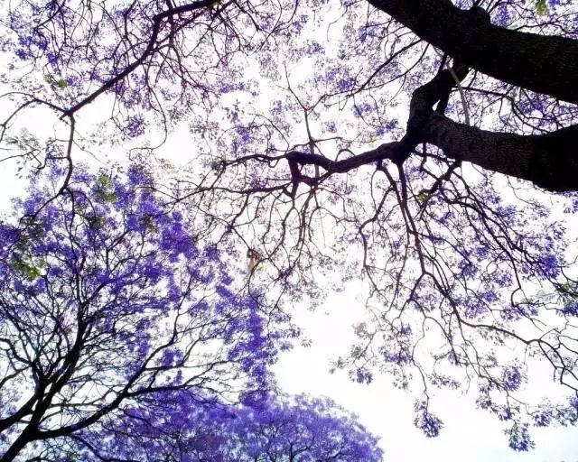 四川有座紫色小城，5月比美澳洲，比大理更多情