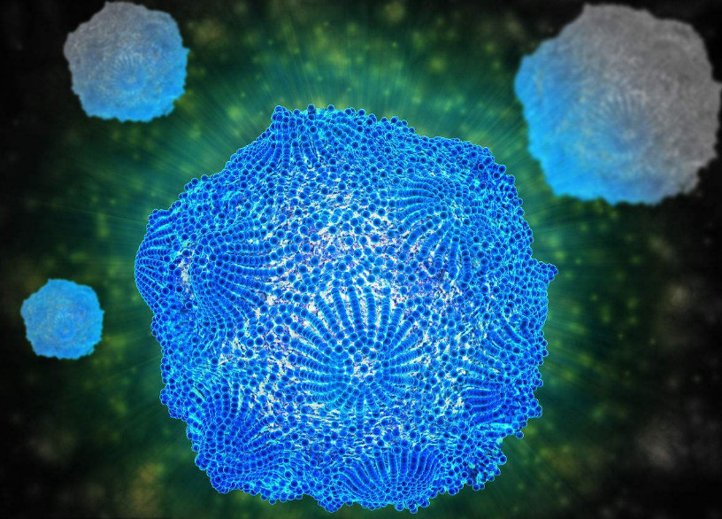 细小病毒治疗要多少钱,细小病毒在家治疗方法