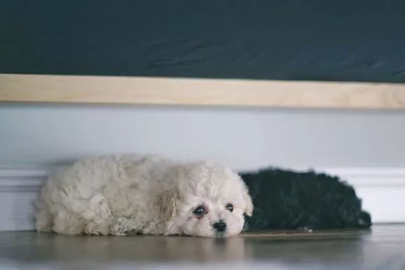 泰迪看到主人吃东西,泰迪看到一只陌生小黑狗