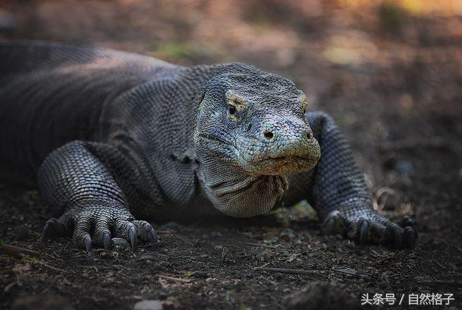藏獒与蜜獾谁强谁弱,藏獒狮子老虎哪个最强