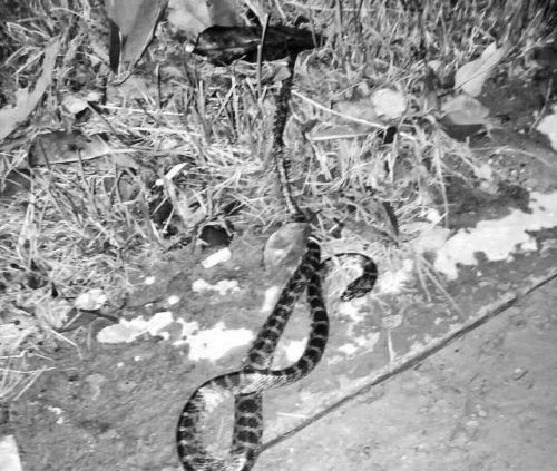 夜跑路上遇见蛇怎么办,夏天农村夜跑怎么防止遇到蛇