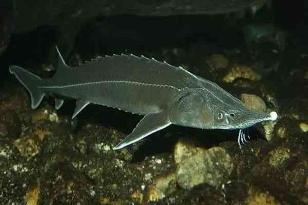 朋友圈里卖低价服装的真相,朋友圈代购低价套路