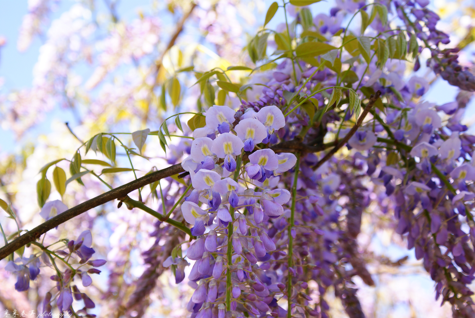 紫藤与晚樱粉紫色的甜蜜梦幻