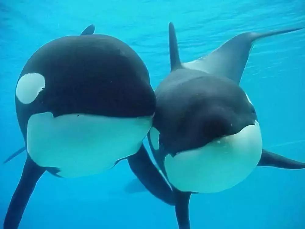 代购十大骗局揭秘图,揭露各种海外代购真相