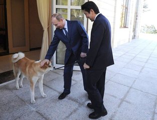 日本人对中国人养秋田犬的看法,秋田犬有多厉害