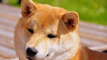 日本人对中国人养秋田犬的看法,秋田犬有多厉害
