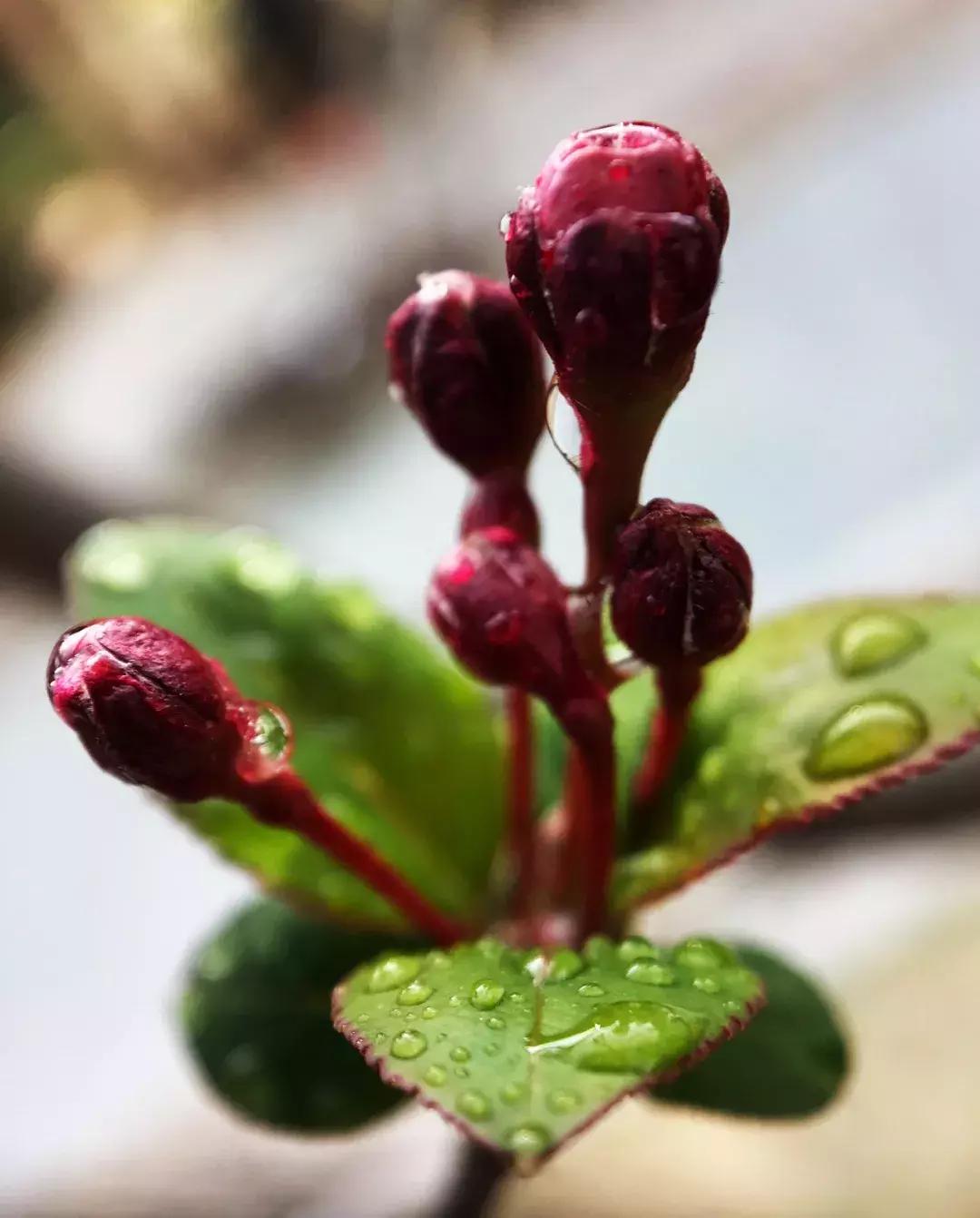 如何把照片拍得更好,你可以拍得更好的英文