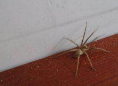 夏天当心被这6种小虫咬,身体一热就感觉有虫子咬