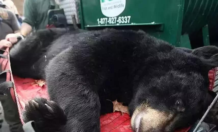 真正的代购骗局,代购究竟有多暴利