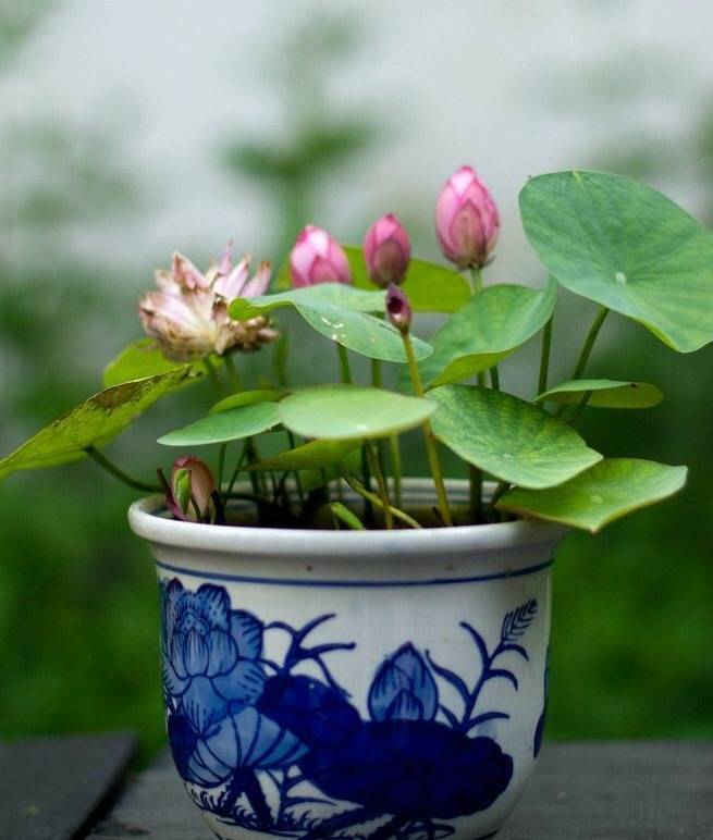 最易念错的88个字的正确读音,盘点大部分人都会读错的字音