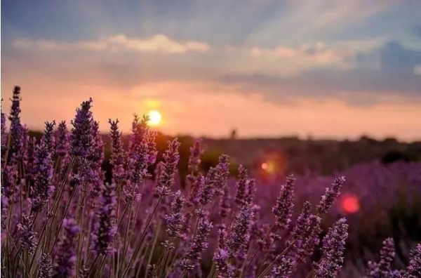 崇明薰衣草园,崇明岛紫色花海