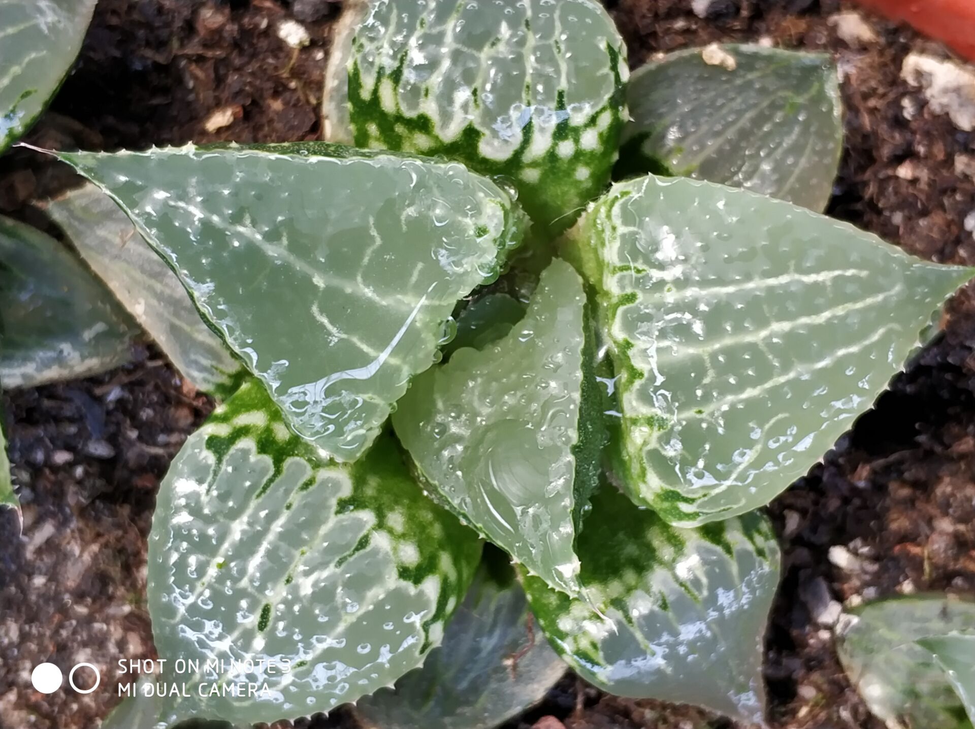 刚买回来的多肉十二卷用不用换土,用错花盆对花的损耗率