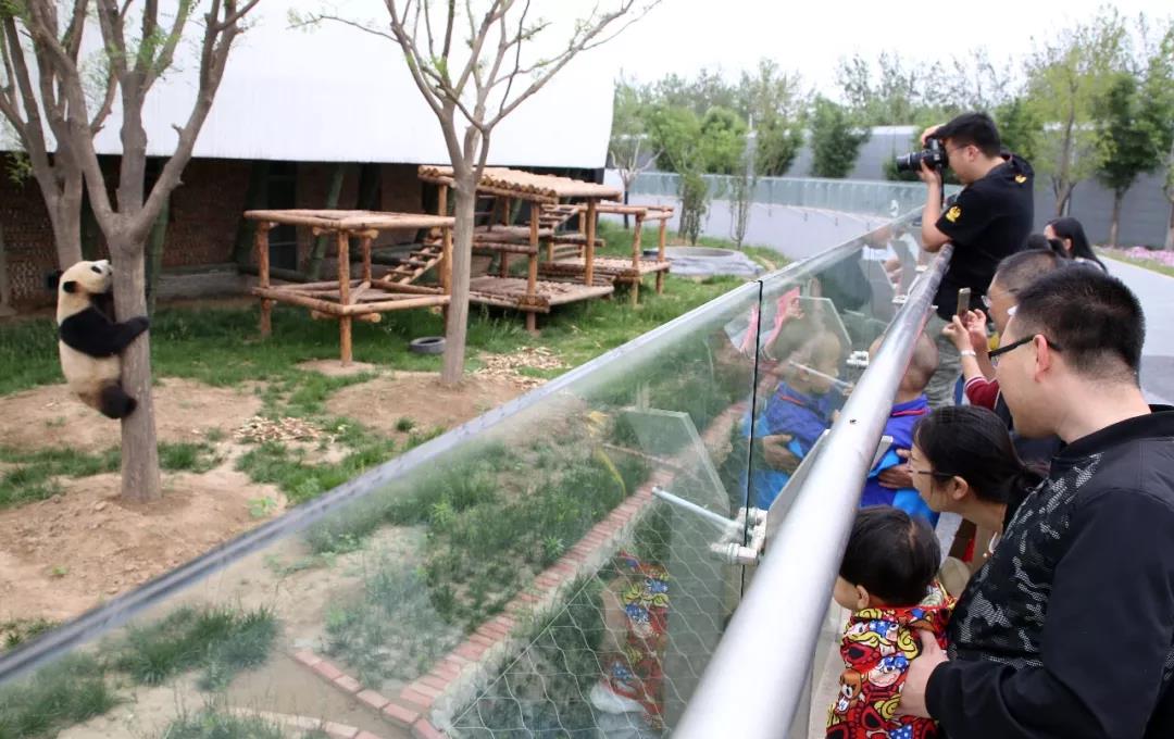 一探究竟，“国宝”晶运和小妮在沧州过得怎么样？