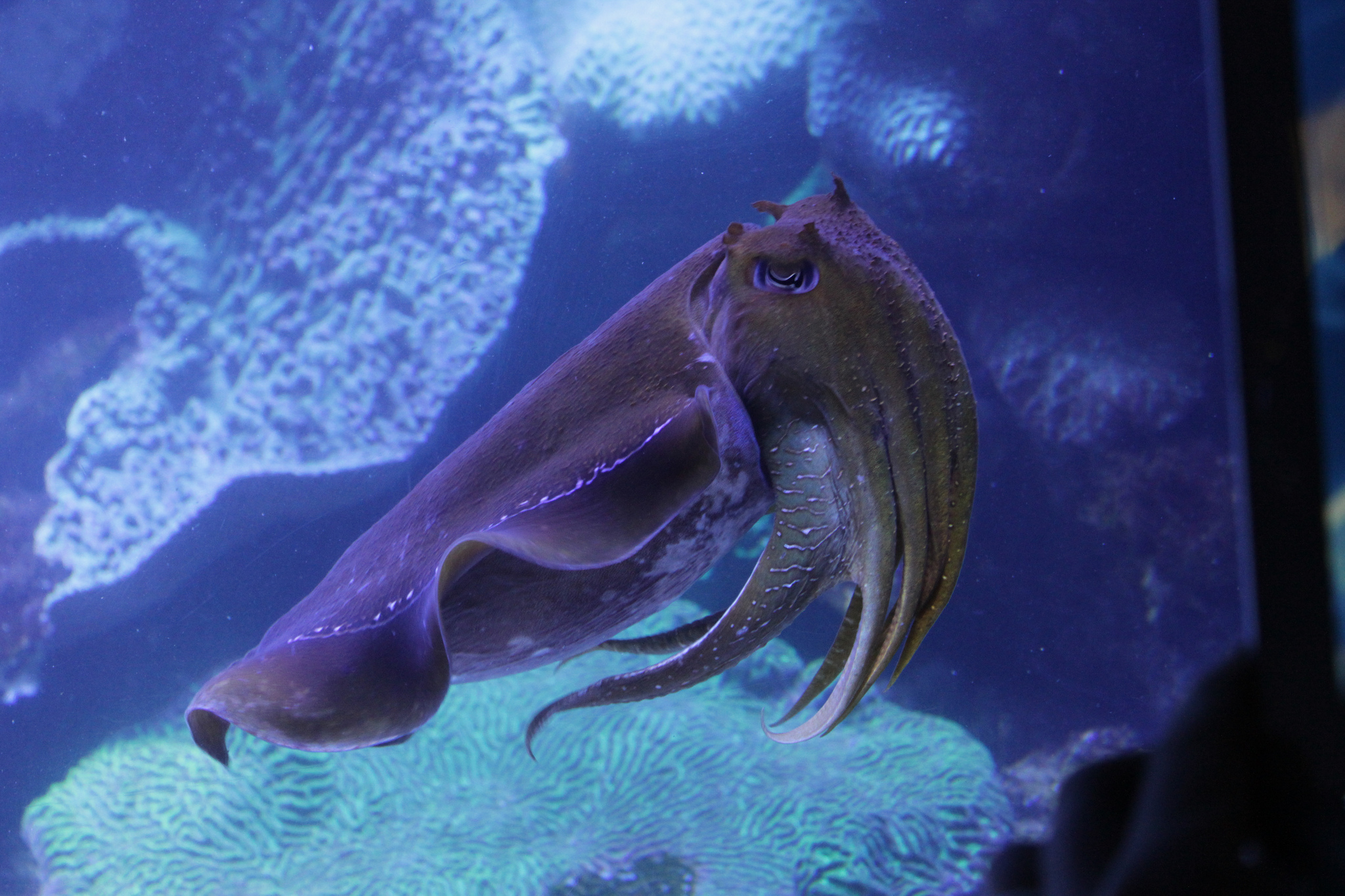 章鱼和乌贼墨鱼有什么区别,章鱼鱿鱼墨鱼乌贼是同一科吗