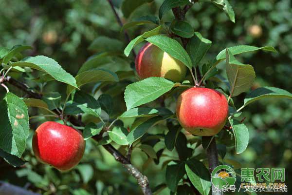 今日各种苹果行情与价格,2023年5月1日前后苹果价格怎么样