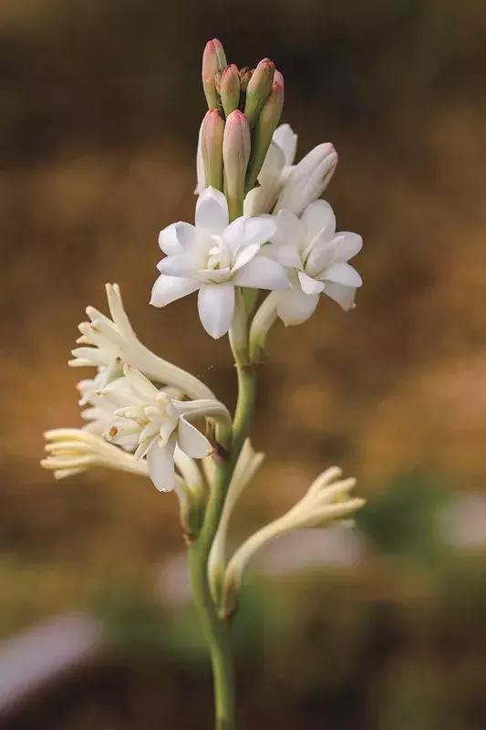 芳香传奇护肤品,芳香传奇诗丽堂