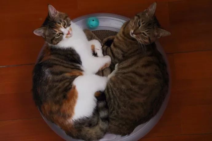 超级推荐的猫,推荐猫最爱吃的东西还很便宜