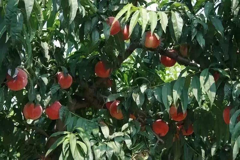 2020成都龙泉桃子采摘,桃子最新采摘视频