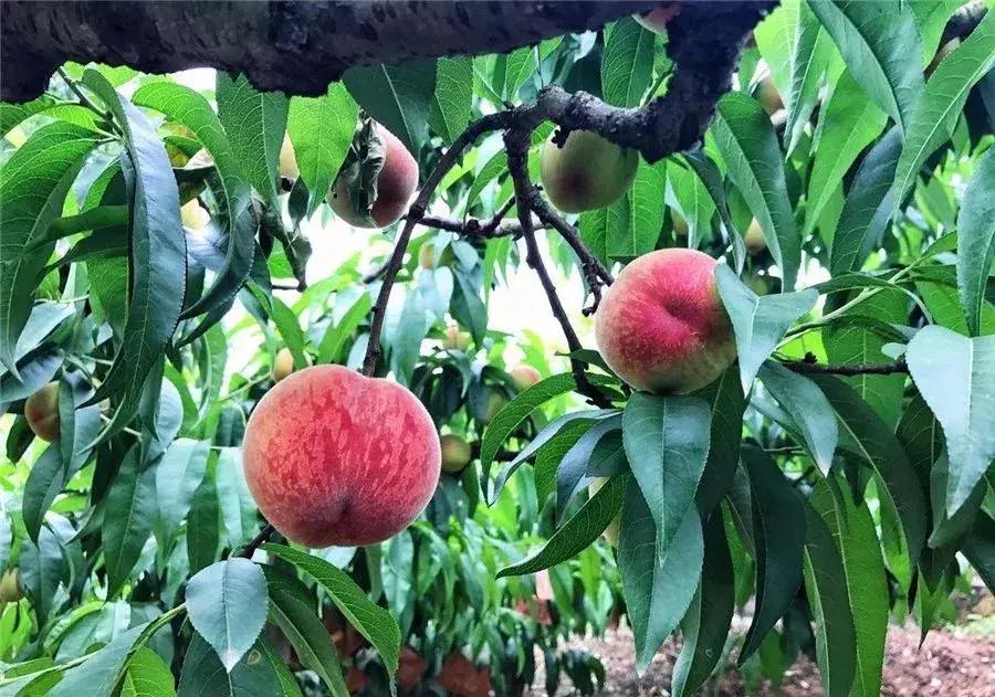 成都摘桃子地方推荐,桃子熟了去摘桃