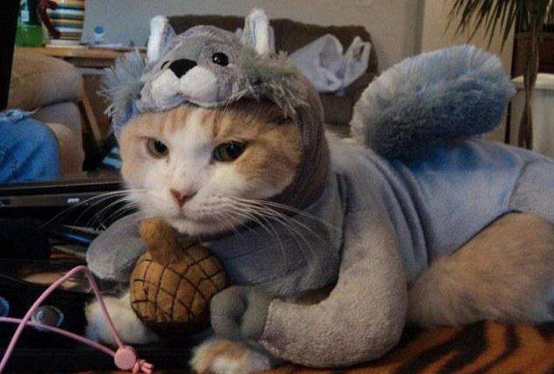 怎么除掉地板上的猫咪尿味,猫咪求救的19种表现