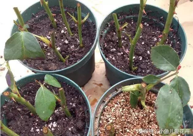 刚买回来鲜花插花步骤,花怎么插花容易生根